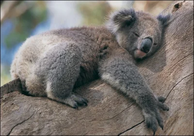 kokosowaPrzygodaMisiaKoala - #dobranoc #dobranocnocnazmiano #koala #kokosowaprzygoda