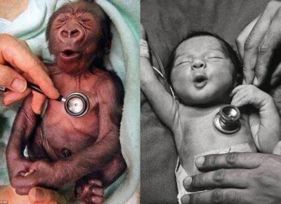 d.....x - Reakcja małpy i człowieka na chłodny stetoskop. 

#psychologia #ewolucja ...