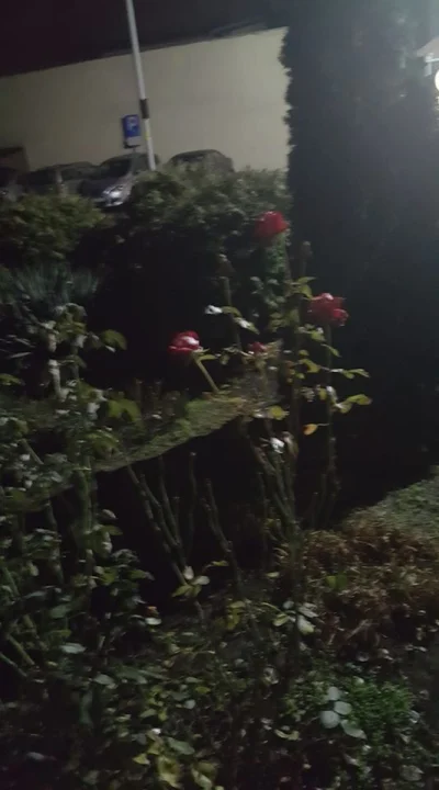 Smolarr - róże :D zdjęcie robione przed sylwestrem