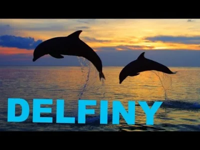 brzezi - Coś dla miłośników delfinów, zapraszam do filmu z Jachtostopu po Indonezji :...
