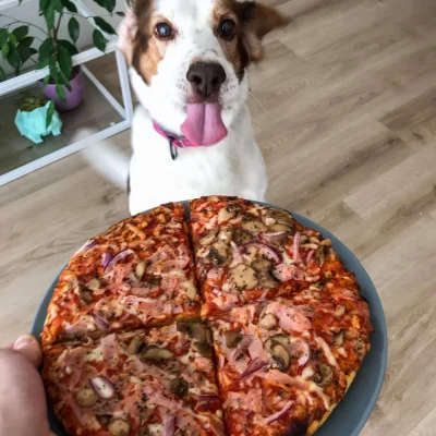 patusia - Czy pjeskowi wolno pizze w dzień psa? #pokazpsa #pizza #pytanie