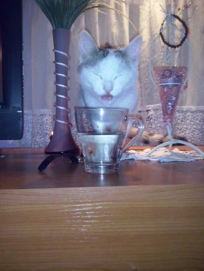 Stolusznik - Skubana podpija gdy nikt nie paczy ( ͡° ͜ʖ ͡°)

#pokazkota #koty #sprz...