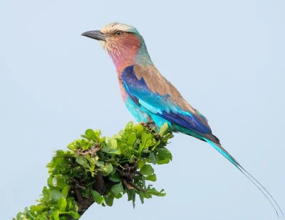 Lifelike - Kraska liliowopierśna (Coracias caudatus)
Autor
#photoexplorer #fotograf...