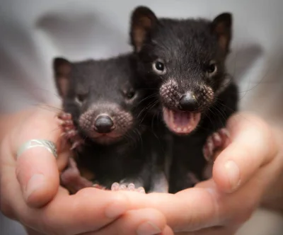 kukan - Dwa małe diabły tasmańskie (Sarcophilus harrisii)
#Australia #zwierzeta #fot...