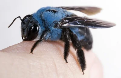 Rimfire - Ten śliczny stworek to niebieska pszczoła z Australii, o której znalazłem d...
