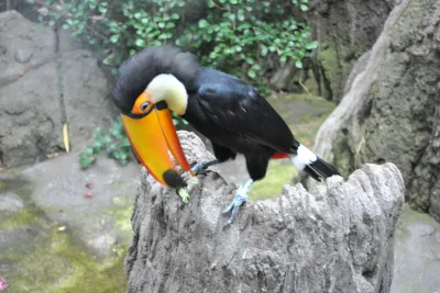 pazydajew85 - 1 z moich amatorskich zdjęć Zoo Rotterdam to bardzo pocieszne ptaki wrz...