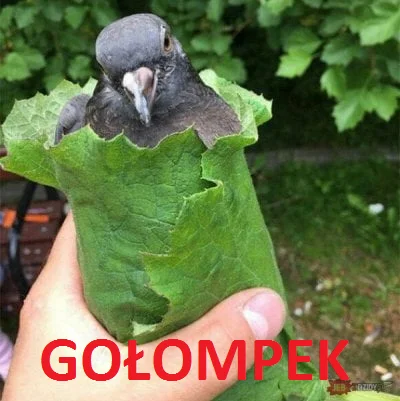 Koper__ - #meme #golomp