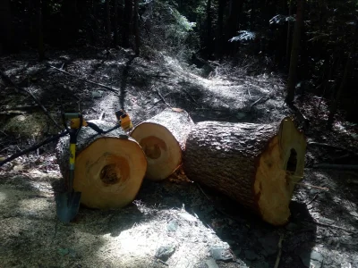 BezimiennySowa - Ja dzisiaj także w terenie, pare monetek miedzywojennych i medalik