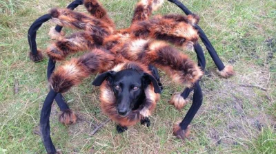 Amadeo - Mnie osobiście pies przebrany za pająka rozśmieszył. Jednak nie robiłbym tak...