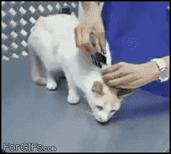 p.....y - #gif #reddit #repost #heheszki

'Wyłączanie kota'. Kocica transportując mał...