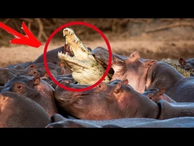 starnak - Hipopotamy pokazują gdzie jest miejsce krokodyla, już więcej nie zabierze ś...