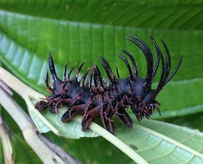 GraveDigger - Gąsienica pawicy królewskiej wygląda ciekawie ( ͡° ͜ʖ ͡°)
Motyl w kome...