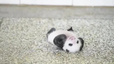 likk - taki maluśki pandzik 

#gif #zwierzaczki #panda #pandysazajebiste

http://...