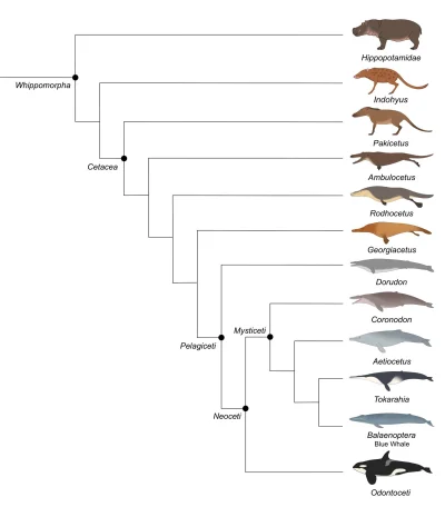 Trajforce - #paleontologia #paleoart #ewolucja #zwierzaczki #gruparatowaniapoziomu