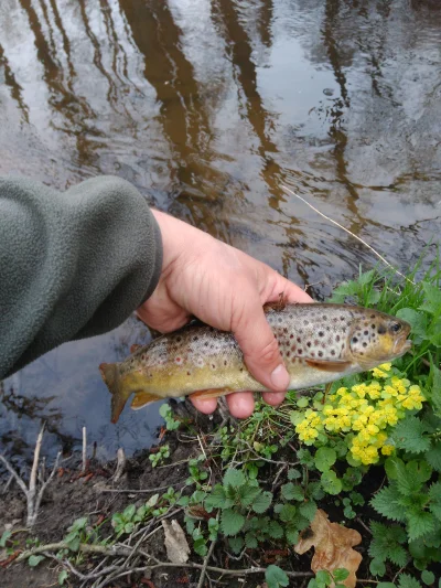 Krotkyalegupi - Dzisiaj dobry dzień był. Sześć sztuk wyciągniętych, od 21cm do 29cm, ...