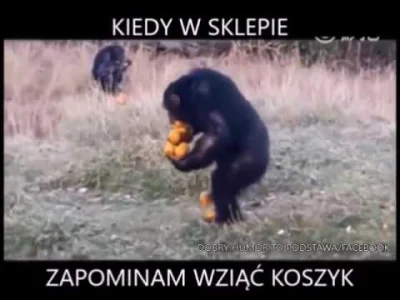 CwanyKurczak - #humor #heheszki #humorobrazkowy