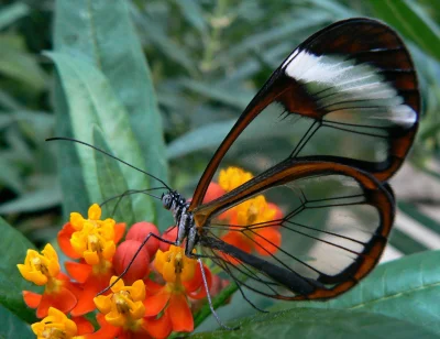 Mesk - Motyl szklanoskrzydły #natura #reddit #zwierzaczki #fotografia #ciekawostki