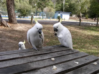 W.....i - Australia - państwo, gdzie zamiast gołębi latają kakadu.
TAK #!$%@?, NIE Ż...