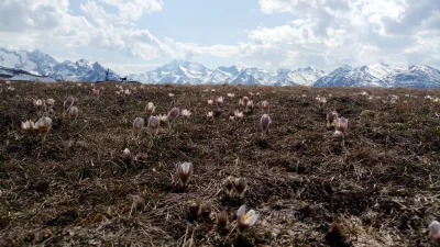 manedhel - Alpejska flora w pełnym rozkwicie