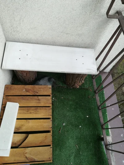 Wojciech_Skupien - Mirki co robić!
Gołomp uwił gniazdko i zniósł jaja na moim balkoni...