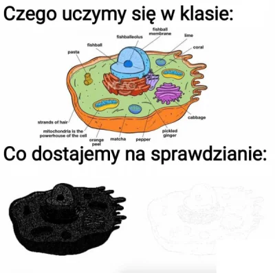 Tentypsie_patrzy - Za dnia, przepiękny przekrój. W nocy zaś, szkarady wyciągnięta z n...