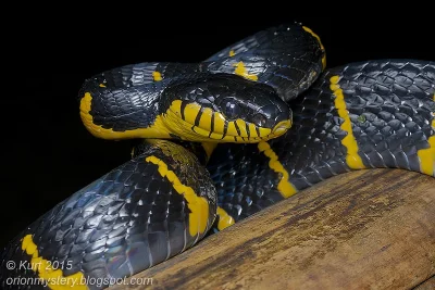 likk - zamiast powitania słów #porannaporcja Boiga dendrophilów

Boiga dendrophila ...