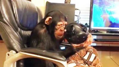 mnemonick - Czy zwierzęta są w stanie doświadczyć wirtualnej rzeczywistości? Szympans...