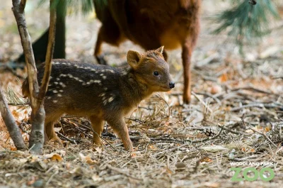 KaczuszkaSpodDzbanuszka - #zwierzaczki #pudu