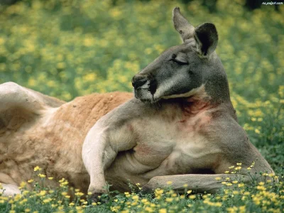 Skowyrnie - Czy nie przypomina troche człowieka? #kangur #zwierzeta