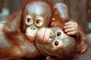S.....i - @D3nat: Nie obrażaj orangutanów. ( ͡° ʖ̯ ͡°)