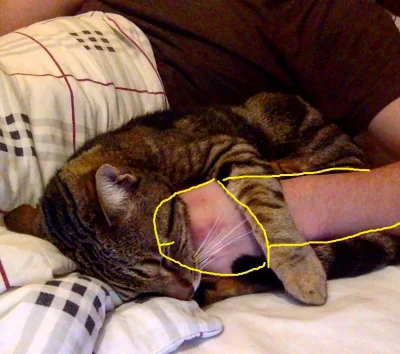 BooB - @Marekexp: lol, twój kot śpi z Twoim benkiem? ( ͡° ͜ʖ ͡°)