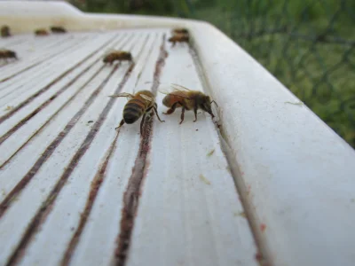 Deminel - #pszczelarstwo #pszczoly #owady #pasieka
