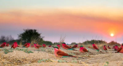 GraveDigger - Kolonia żołn karminowych (Merops nubicus) w Namibii. Przepiękne ptaki. ...
