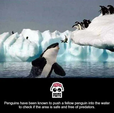 A.....h - Pingwiny mają w zwyczaju sprawdzanie statusu wód przyklifowych poprzez wrzu...