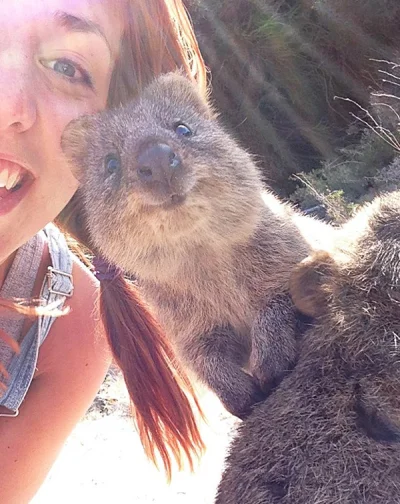 robin_caraway - #quokkanadzis #smiesznypiesek