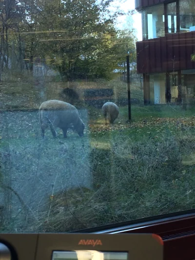 Imfromalaska - chciałbym, żeby przed biurem w Polsce też chodziły sobie owieczki, ale...