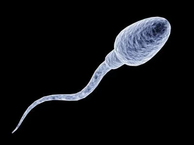 ziobro2 - Ciekawe fakty na temat spermy



1. Skład spermy zależny jest od odżywiania...