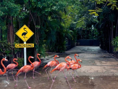 likk - #ptaki #zwierzaczki #zwierzeta #bahamy