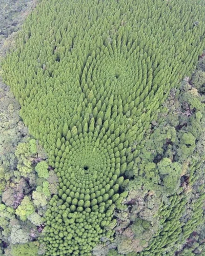 dzika-konieckropka - Tajemnicze kręgi z drzew odkryte w Japonii ! 


SPOILER

#j...