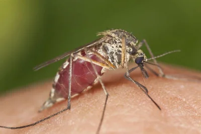FearScream - Poznajcie mojego komara, nazywa się Komuch #pokazkomara #komuch