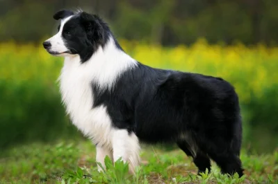 Budo - Mały Border Collie. Jak urośnie będzie taki: