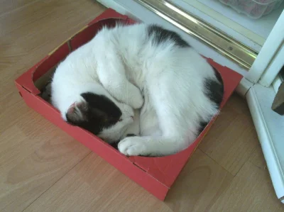 Kaplanka - Biedny kotek w pudełku ( ͡° ʖ̯ ͡°)

!pomóżcie kotu, który utknął!

#kot...