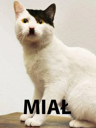 g.....e - miau