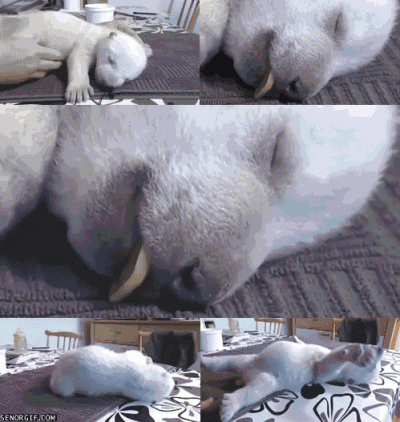 osael - Śpiący niedźwiadek polarny

#cutenessoverload #smiesznypiesek

#gif #polecamo...
