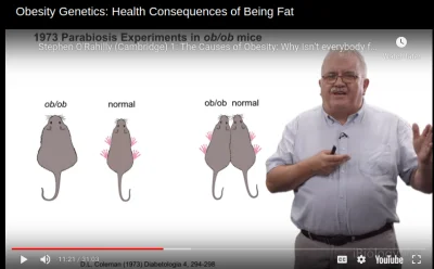 anonymous_derp - Fascynujący wykład na temat przyczyn otyłości. Tym śmieszniejszy ze ...