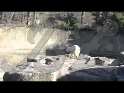 Colek - Śmierć Knuta, tego niemieckiego niedźwiadka polarnego :< #knut