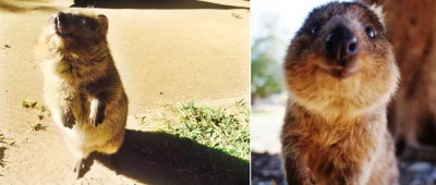 aloszkaniechbedzie - #quokkanadzis

I smell weekend coming up! ʕ•ᴥ•ʔ

wołam do ku...