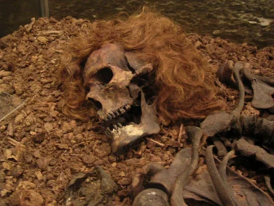 myrmekochoria - Człowiek z Bocksten, 1290–1430. Zachowały się częściowo płuca, wątrob...
