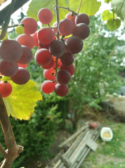 Lena93 - Jesień była od zawsze moją ukochaną porą roku - nawet wtedy, kiedy oznaczało...