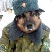 profos72 - @KazPL: Ponoc z Rosji ściągają psiego tłumacza.........( ͡º ͜ʖ͡º)